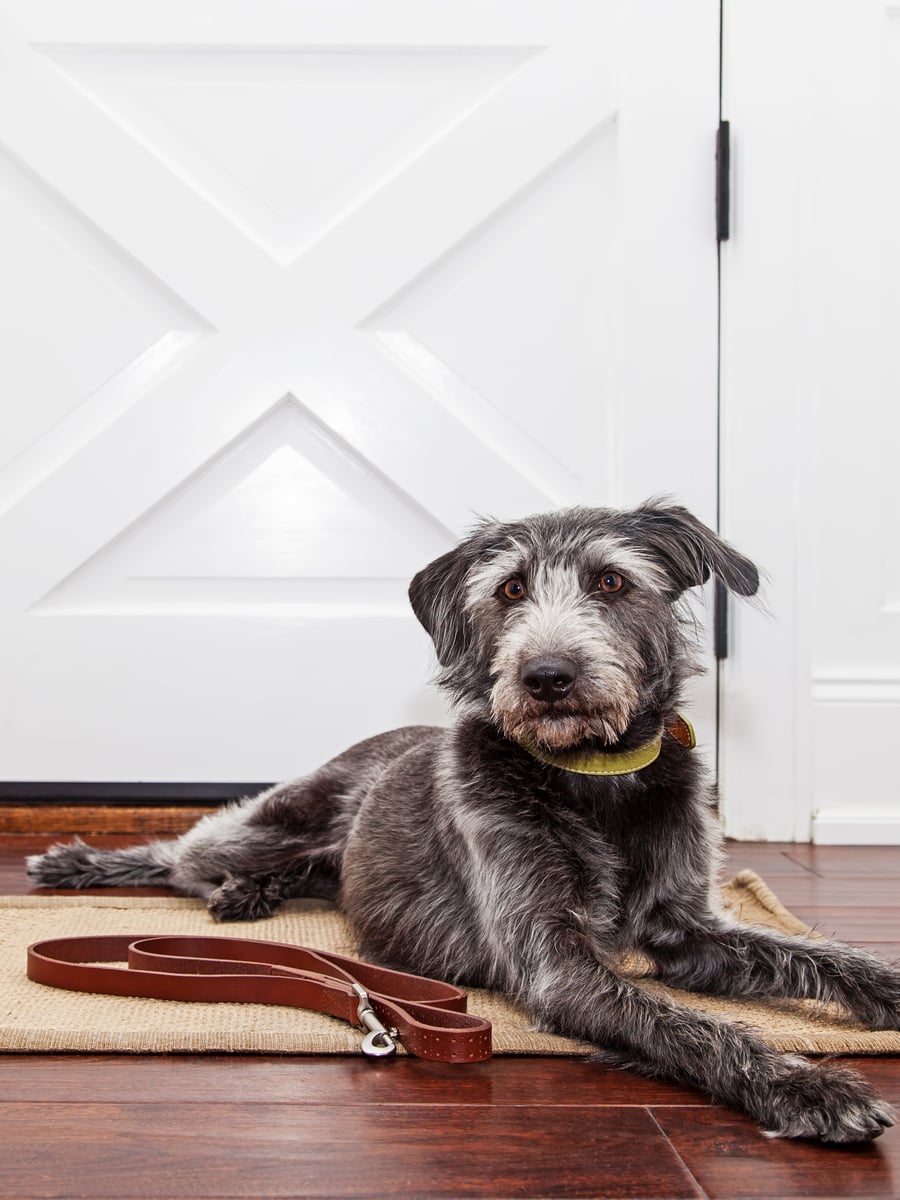 What Tasmania's new rental pet rules mean in practice